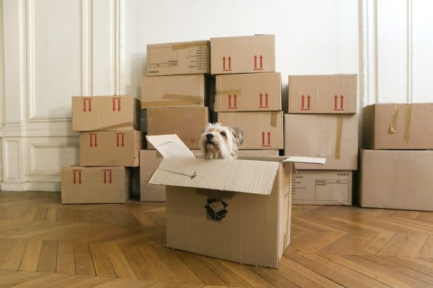 Déménager avec des Animaux : Guide Complet pour une Transition Douce